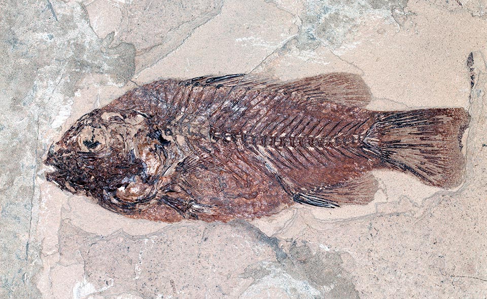 Fra i pesci fossili del Monte Bolca c'è Cyclopoma gigas