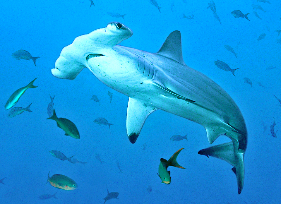 Hammerhead fish