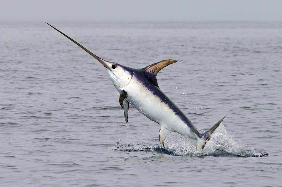 Nel pesce spada la mascella superiore è molto sviluppata. 