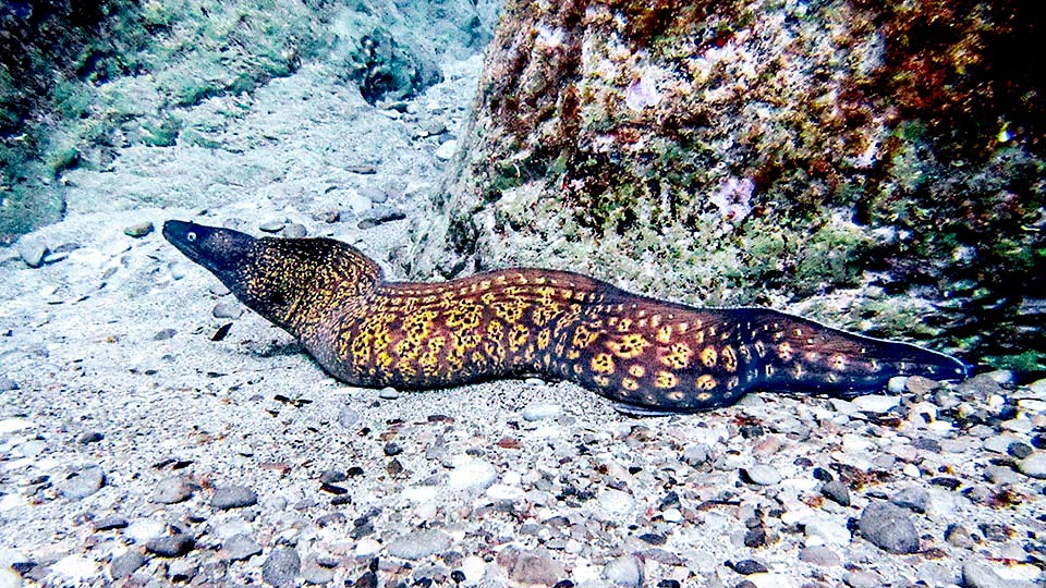 In moray eels, the dorsal fin merges with the anal fin