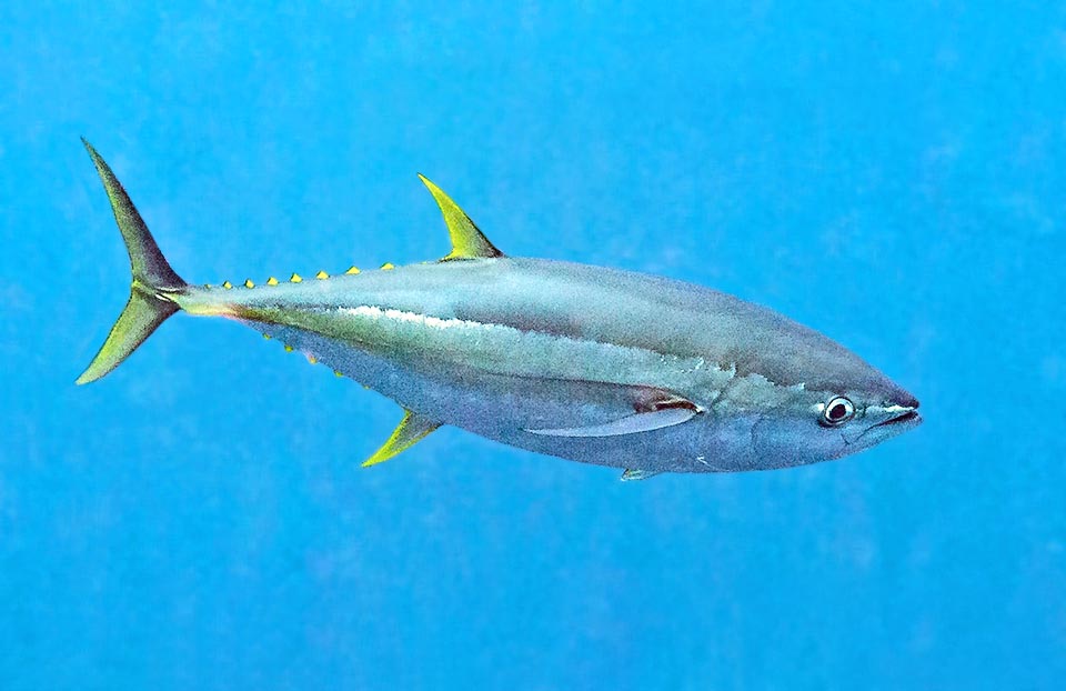 Certi pesci come i tonni hanno delle pinnule sul peduncolo caudale