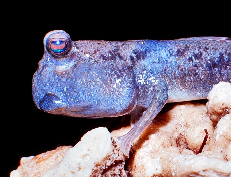 Chez les Periophthalmus, les pectorales sont devenues des jambes. Ces poissons sont capables de respirer de l'air grâce à un organe appelé labyrinthe du fait de sa forme.