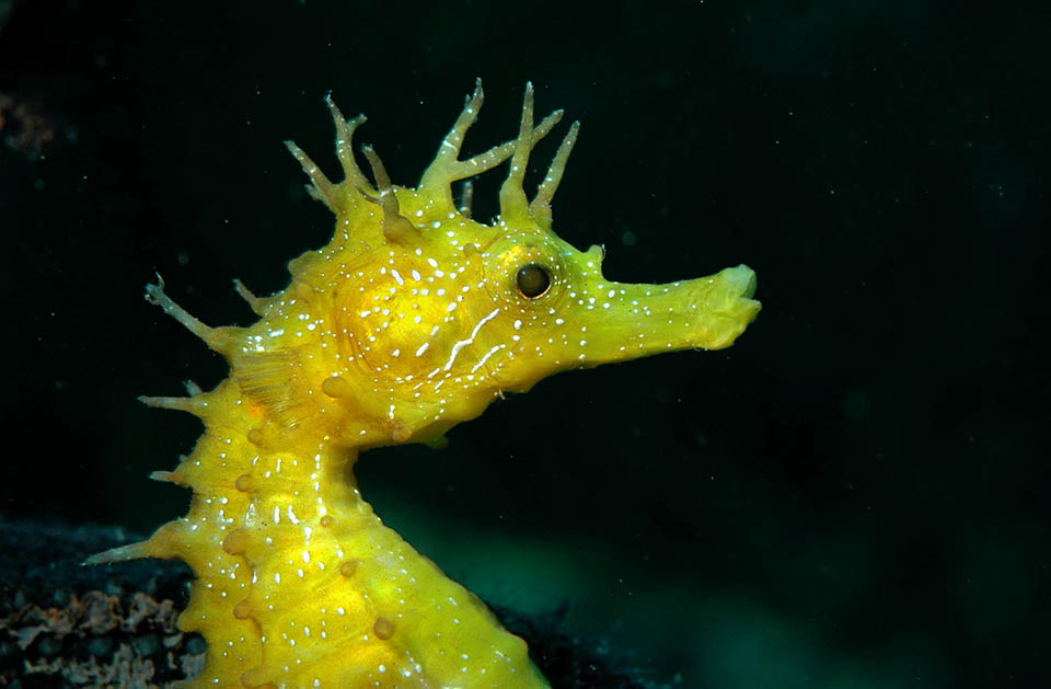 The head of the seahorse has an equine look.
