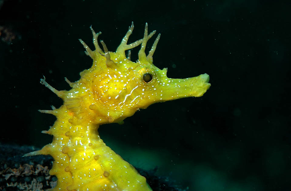 Chez Hippocampus guttulatus, les protubérances en forme de crinière et le museau tubulaire allongé de la tête lui confèrent un étonnant aspect équin.