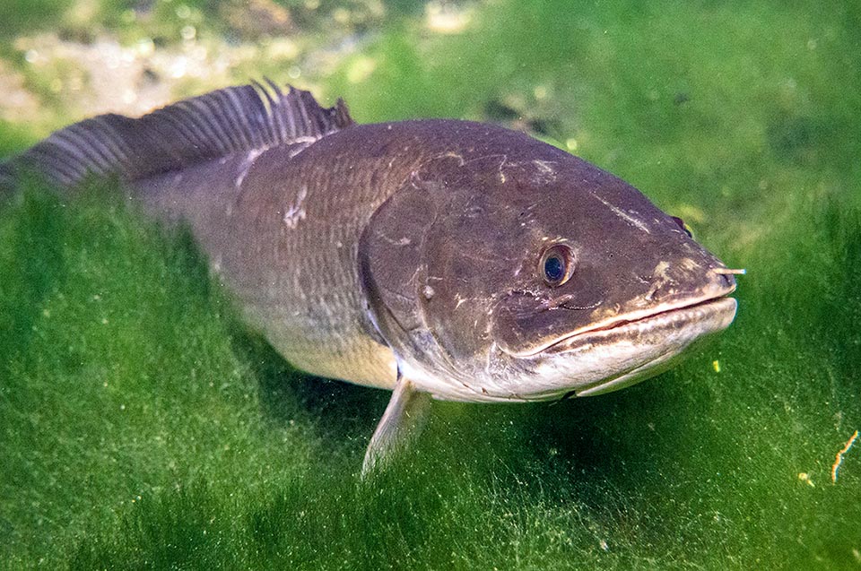 Amia calva is part of the lungfish