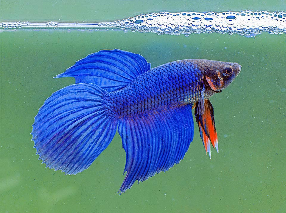 Betta splendens is one of the most common fish in home aquariums