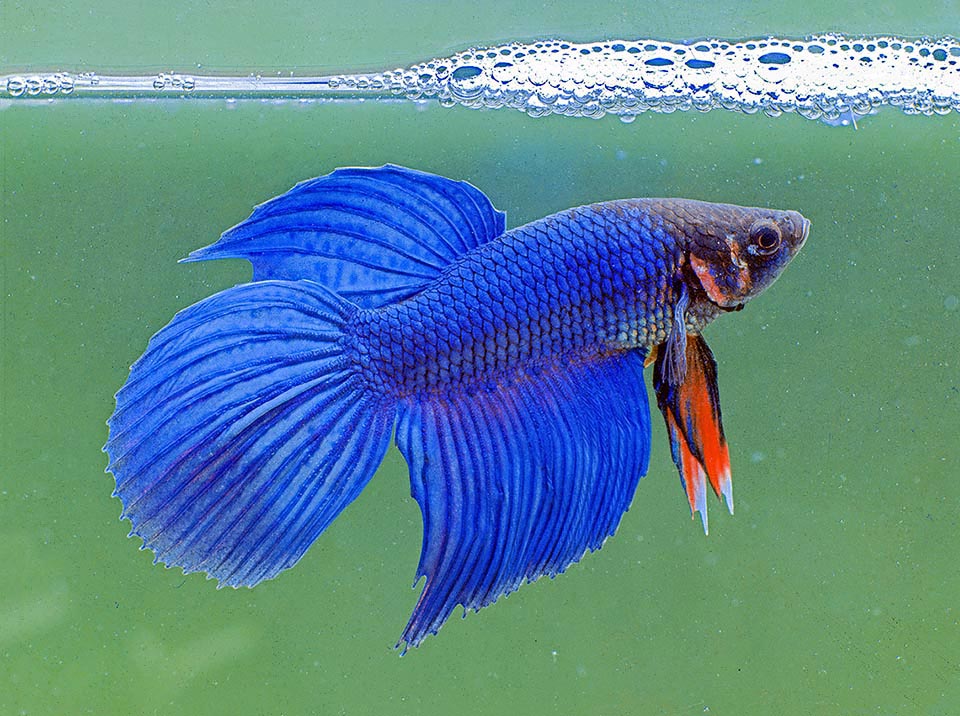 Betta splendens è uno dei pesci più frequenti negli acquari domestici