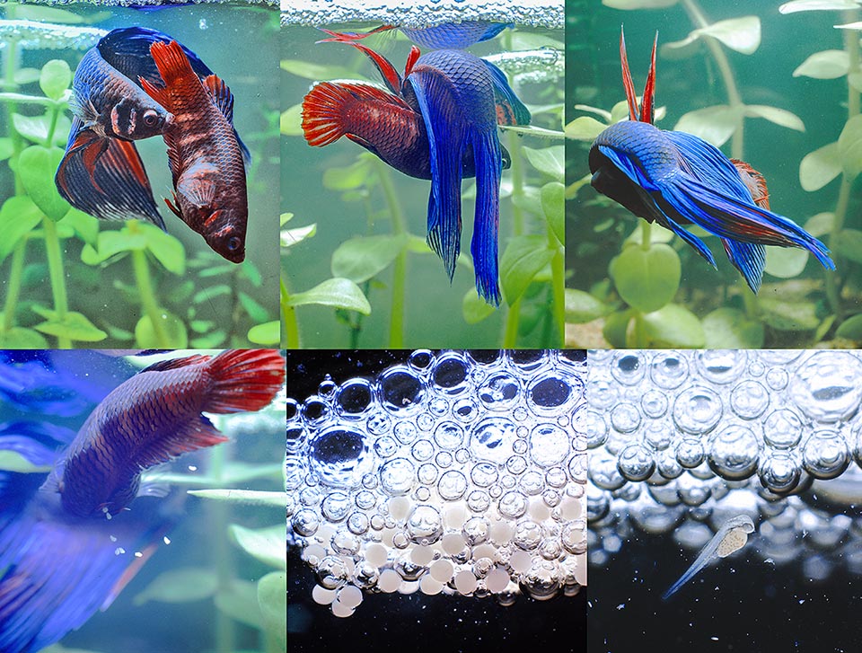 Some fish such as Betta splendens build a bubble nest to reproduce