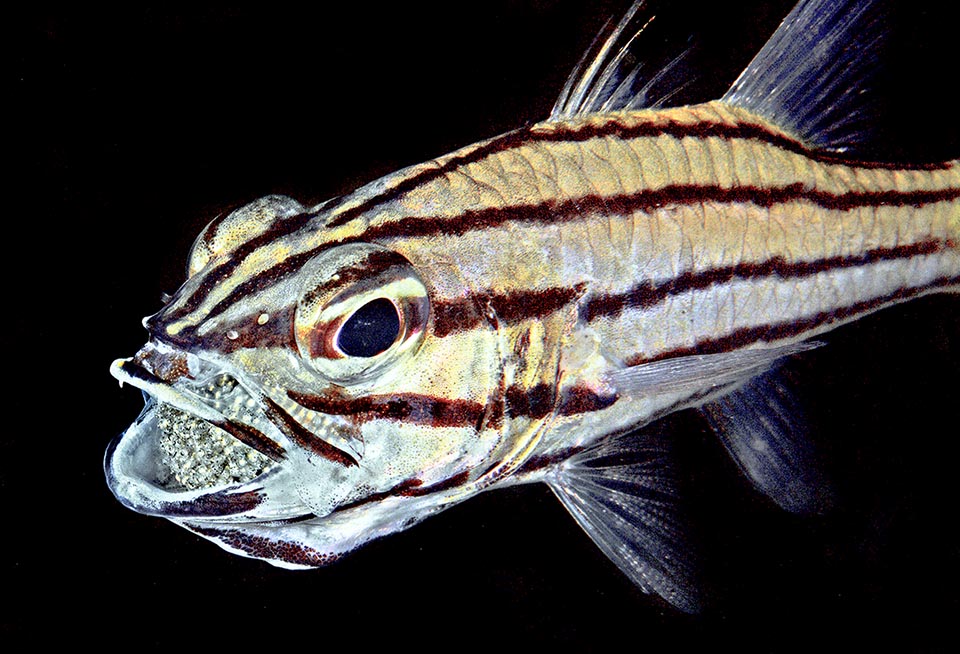 La prudence n'est jamais excessive et certaines espèces, comme ce Poisson-cardinal (Cheilodipterus sp), gardent les œufs fécondés dans leur bouche jusqu'à l'éclosion.