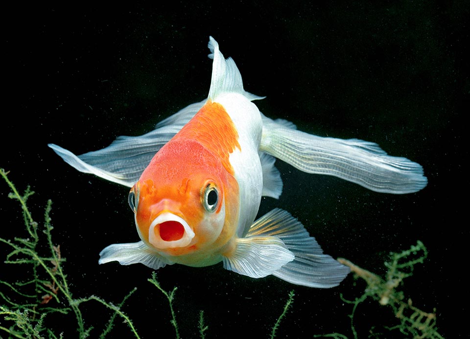 En plus de purifier le sang, les reins régulent l'équilibre osmotique de l'organisme. Les poissons rouges (Carassius auratus) d'eau douce émettent ainsi une urine diluée pour ne pas appauvrir leur sang et leurs tissus en sels. Les poissons marins, dont la concentration en sels est inférieure à celle de la mer, émettent très peu d'urine.