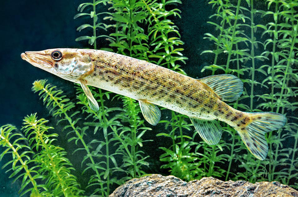 Pike can live up to 267 years
