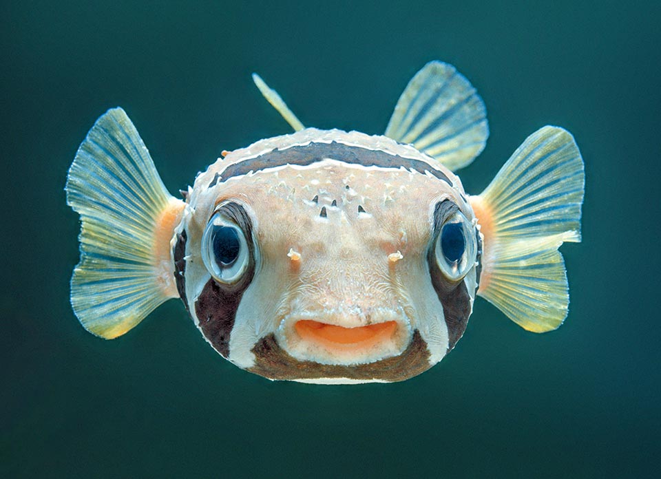 Ou bien encore, comme chez Diodon liturosus, le corps des poissons prend l'aspect d'un ballon gonflable, parfois épineux et en tout cas difficile à attraper.