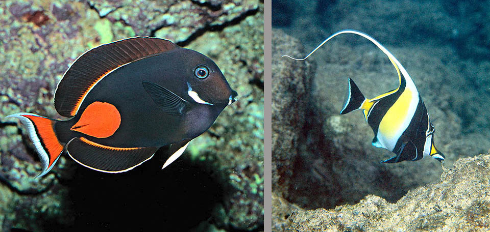 Les Poissons-chirurgiens, comme Acanthurus achilles, et Zanclidés, comme Zanclus cornutus, ne mangent presque que des algues, agrémentées d’un peu d’éponges.