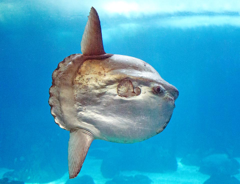 That discoid of the Ocean sunfish, the biggest of extant bony fishes