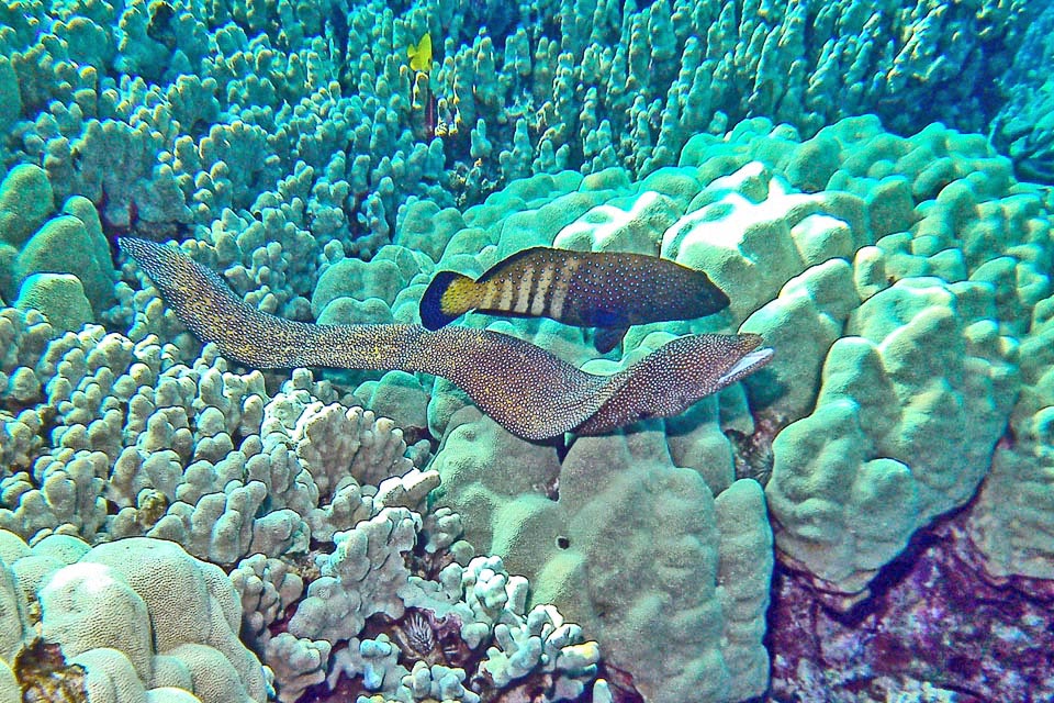 Le Mérou céleste (Cephalopholis argus) suit les murènes en chasse et s'en sert comme rabatteur : à leur vue, les poissons s'enfuient de leur refuge de corail, et il les avale.