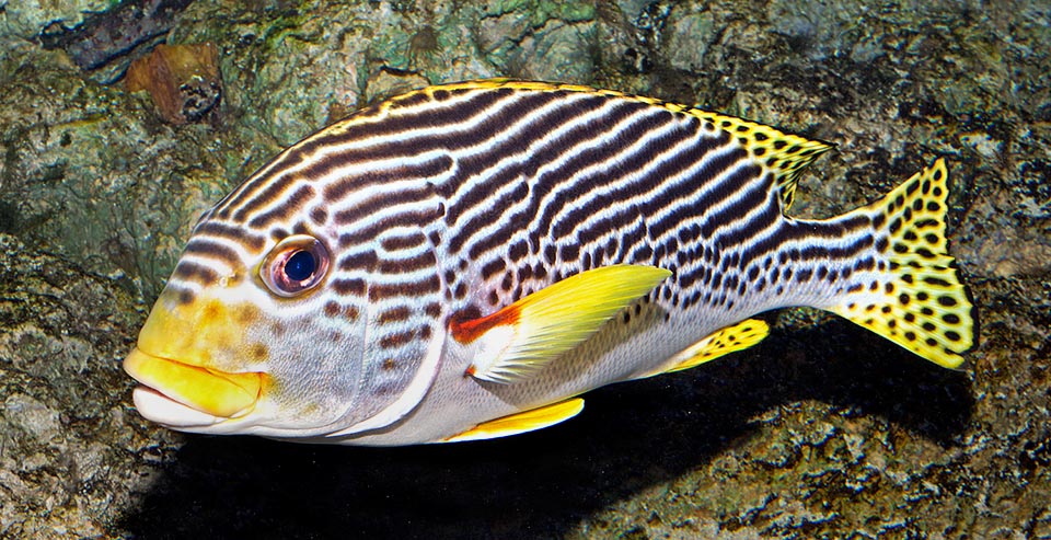 Les poissons osseux, comme ce Plectorhinchus lineatus, sont appelés Ostéichthyens.