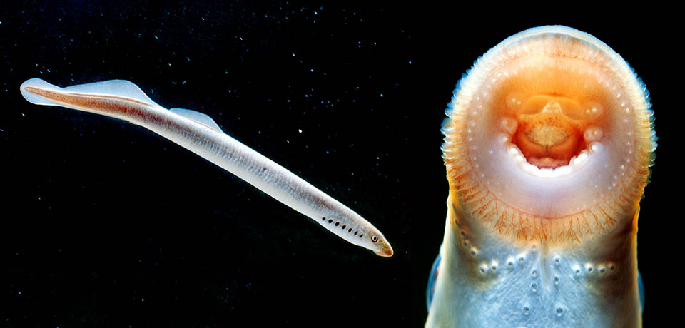 Amphibiens, Reptiles, Oiseaux, Mammifères, Chondrichthyens et Ostéichthyens sont aujourd'hui réunis dans les Gnathostomata, vertébrés dotés de mâchoires. Ce dernier descend de progéniteurs aquatiques dépourvus de mâchoires de la fin du Silurien, comme les espèces actuelles du genre Lampetra, de l'embranchement des Agnatha.