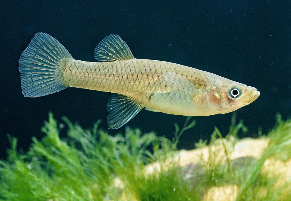 Comme chez les requins, la fécondation chez les petits poissons tels que Gambusia affinis est interne et les femelles donnent naissance à des alevins totalement autonomes.