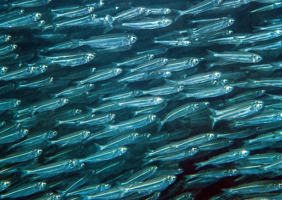 Ces Hypoatherina barnesi avancent de manière synchronisée grâce à leur ligne latérale, organe sensoriel situé sur les flancs des poissons qui détecte les mouvements de l'eau.