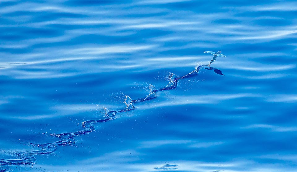 Flying fish with two fins