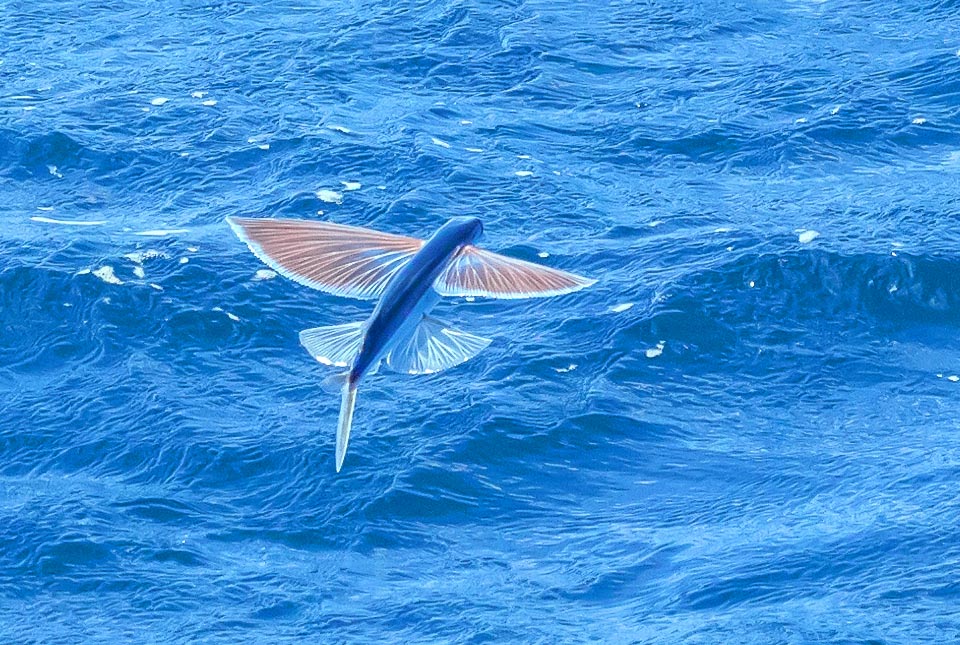 Dans l'océan Atlantique, près du Cap-Vert, celui-ci est un poisson volant dit à quatre ailes car il déploie également ses ventrales, petites mais tout aussi portantes.