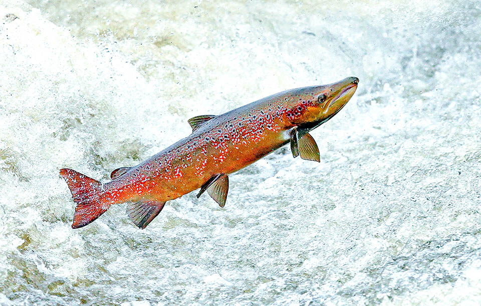  Atlantic salmon are among the anadromous fish that ascend rivers to spawn