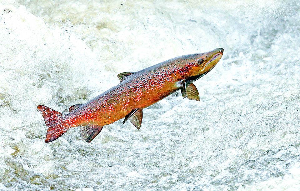 Le Saumon atlantique (Salmo salar) est lui aussi une espèce anadrome. Il atteint sa maturité sexuelle en mer et retourne ensuite frayer dans le torrent impétueux où il est né.