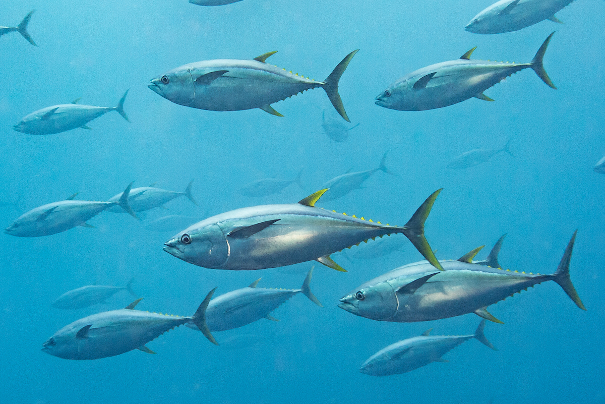 Tunas are highly migratory fish