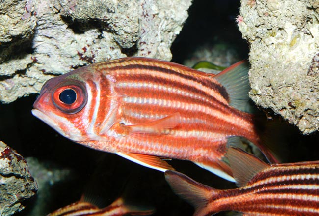 En raison du réchauffement climatique, ce Sargocentron rubrum a envahi la Méditerranée © Giuseppe Mazza