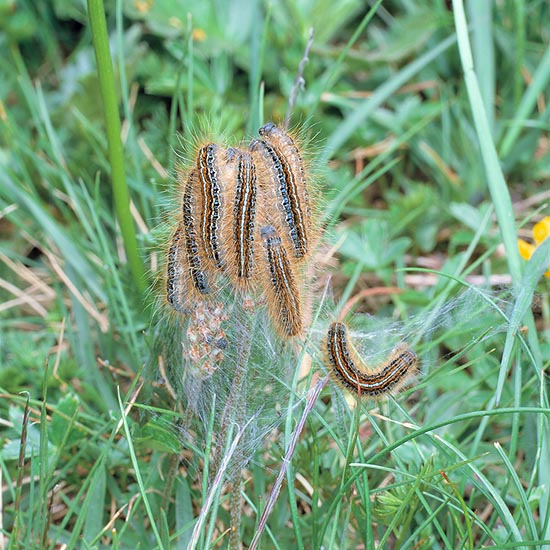 Altre specie, come la Malacosoma neustria, si accontentano delle erbe dei campi © G. Mazza