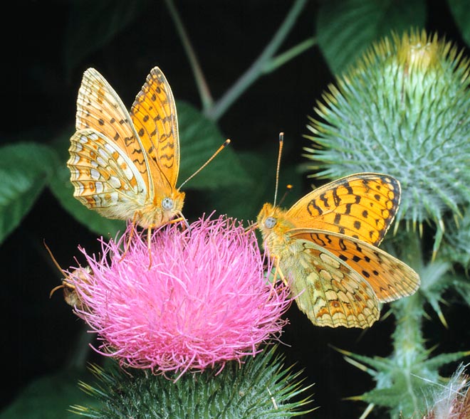 Argynnis niobe. Butterflies are important in Angiosperms pollination © Giuseppe Mazza