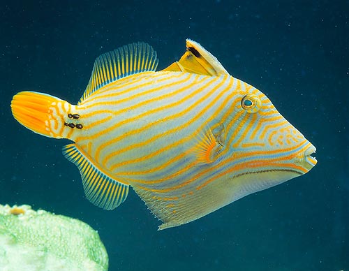 Balistapus undulatus, le baliste ondulé ou baliste strié © Mazza