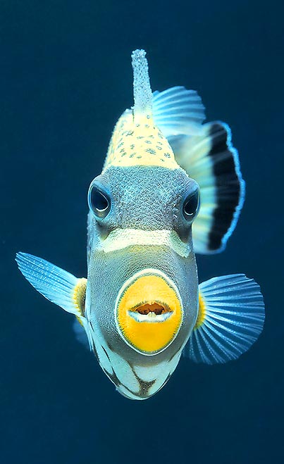 Il Balistoides conspicillum è il re degli acquari marini tropicali © Mazza