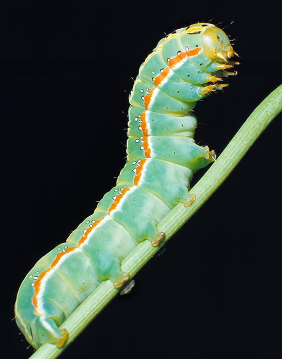 Xylena exsoleta caterpillar. Folds smooth growing then skin changes © Giuseppe Mazza