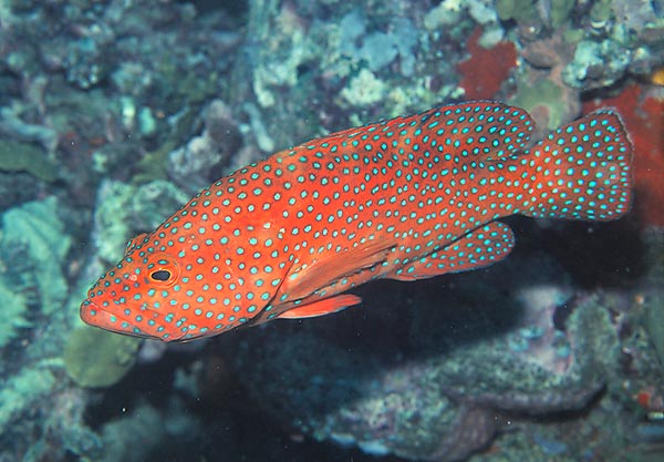 Cephalopholis miniata © Giuseppe Mazza