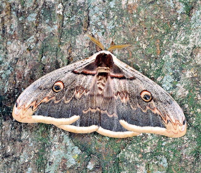Like our Saturnia pyri which may have a 15 cm wingspan © Giuseppe Mazza