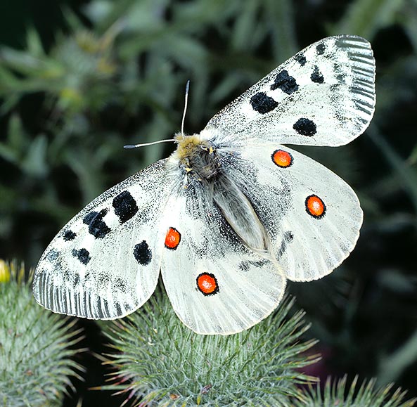 Like many diurnal butterflies, Parnassius Apollo has clavate filiform antennae © Giuseppe Mazza