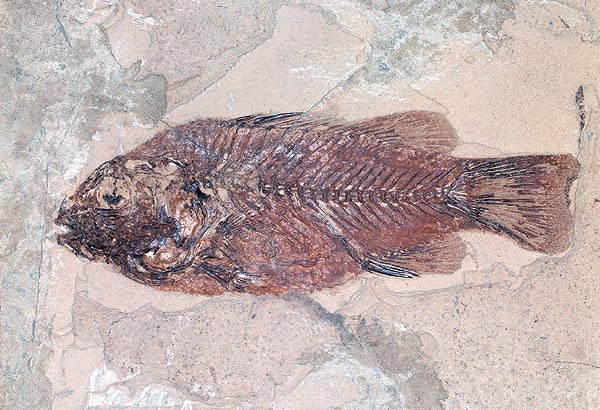 Cyclopoma gigas : a bony fish of the Eocene © Giuseppe Mazza