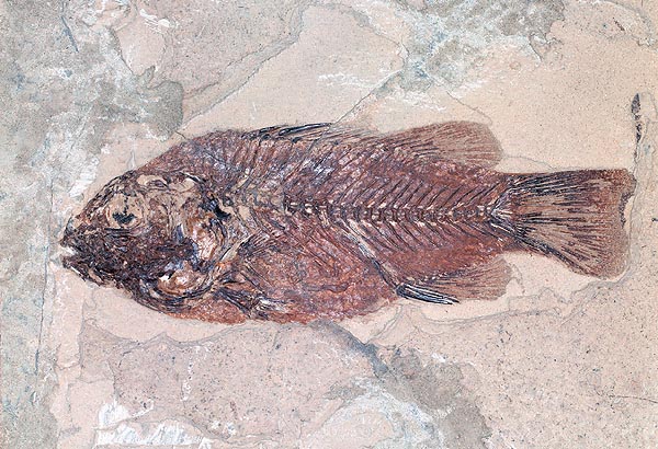 Cyclopoma gigas : un poisson osseux de l’Eocène © Giuseppe Mazza
