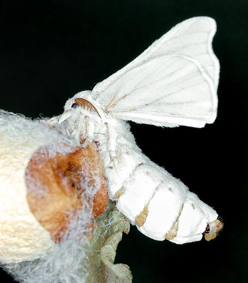 È l'unico lepidottero domestico. La femmina può depporre anche 5000 uova © G. Mazza