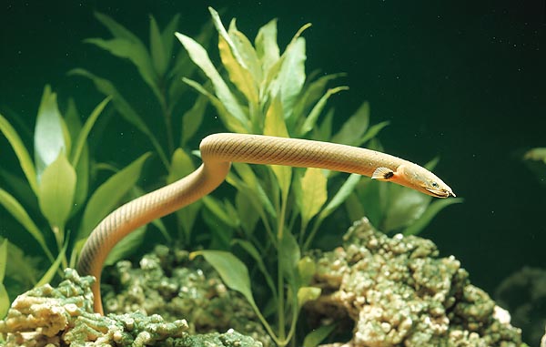 Grâce à la vessie natatoire, le Calamoichthys calabaricus a une certaine autonomie hors de l’eau © Mazza