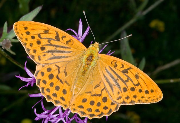 I maschi dell'Argynnis paphia prendono per femmina una farfalla di carta arancione in movimento © G. Mazza