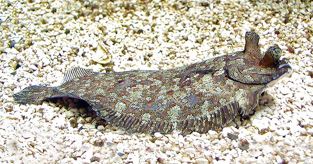 Le Turbot Taché (Bothus podas) est dépourvu de vessie natatoire et il a avec un œil qui se déplace © G. Mazza