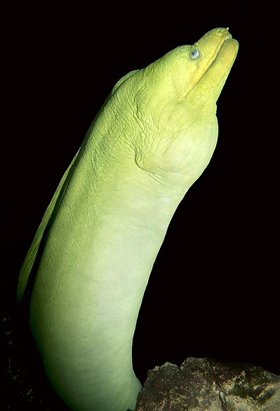 Le Gymnothorax funebris est une murène tropicale de 30 kg © Mazza