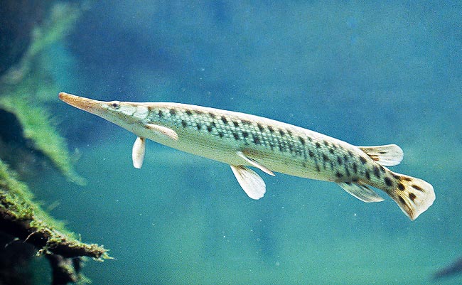 Il Lepisosteus osseus si lascia trascinare dalle correnti e presenta molte affinità coi pesci fossili © Mazza