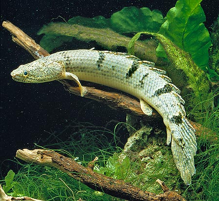 The Polypterus endlicheri may resist several hours out from the water © Mazza