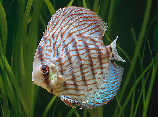 Le célèbre Poisson Disque (Symphysodon aequifasciata), très recherché par les aquariophiles © Mazza