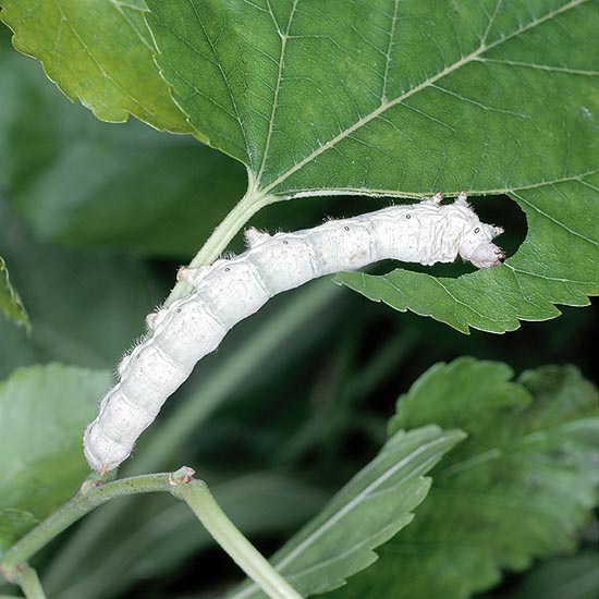 Silkworm (Bombyx mori) caterpillar instead loves mulberry © Giuseppe Mazza