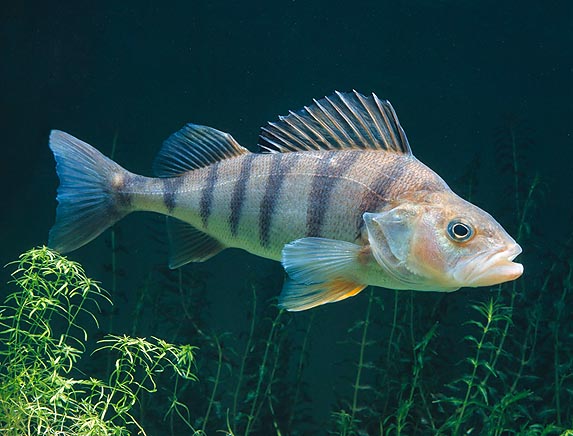 The well-known Perch (Perca fluviatilis), much loved in Italy by the gourmets © Mazza