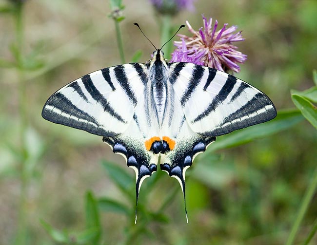 Il podalirio (Iphiclides podalirius), come il macaone, appartiene alla vistosa famiglia dei Papilionidae © G. Mazza